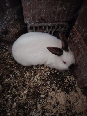 vind o pereche de iepuri 