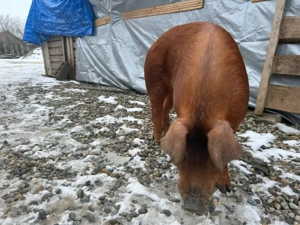 Duroc Rasa pură - imagine 3