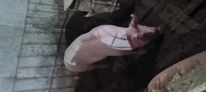 Purcica 90-100kg Landrace Marele Alb  - imagine 2