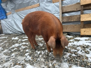 Duroc Rasa pură - imagine 2