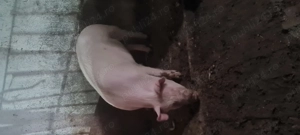 Purcica 90-100kg Landrace Marele Alb 