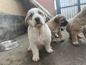 De vânzare pui ciobănesc Asia Centrala  - imagine 3