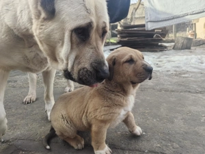 De vânzare pui ciobănesc Asia Centrala  - imagine 2