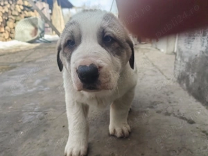 De vânzare pui ciobănesc Asia Centrala  - imagine 5