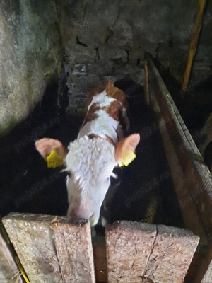 disponibil  - imagine 2