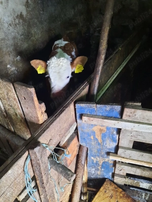 disponibil  - imagine 3