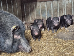 Vand scroafa cu purcei 