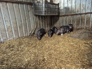 Vand scroafa cu purcei  - imagine 2