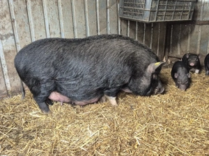 Vand scroafa cu purcei  - imagine 4