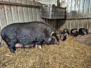 Vand scroafa cu purcei  - imagine 3