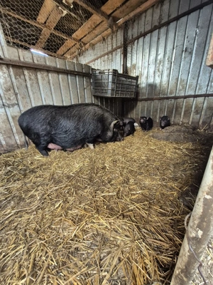 Vand scroafa cu purcei  - imagine 5