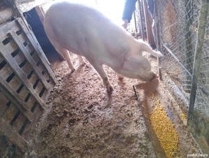 Porc pentru sacrificare  - imagine 2