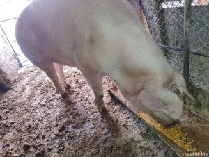Porc pentru sacrificare  - imagine 3