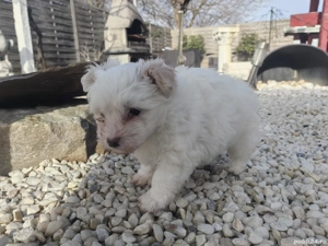  Disponibil pui bichon havanese  - imagine 4