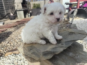  Disponibil pui bichon havanese  - imagine 2
