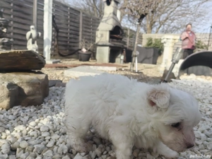  Disponibil pui bichon havanese 