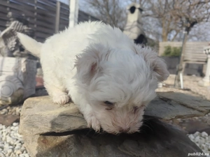  Disponibil pui bichon havanese  - imagine 5