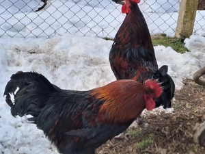 De vanzare 3 cocosi Marans. - imagine 3