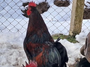 De vanzare 3 cocosi Marans. - imagine 2