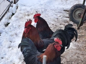 De vanzare 3 cocosi Marans.