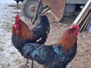 De vanzare 3 cocosi Marans. - imagine 4