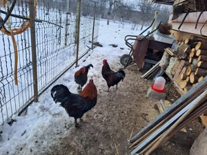 De vanzare 3 cocosi Marans. - imagine 5