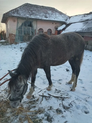 Iapă de vânzare - imagine 2