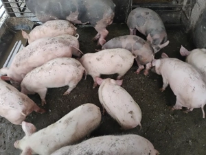 7 purcei de vanzare  - imagine 3