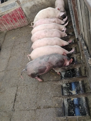 7 purcei de vanzare  - imagine 2