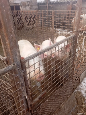 Suldani de vanzare - imagine 2