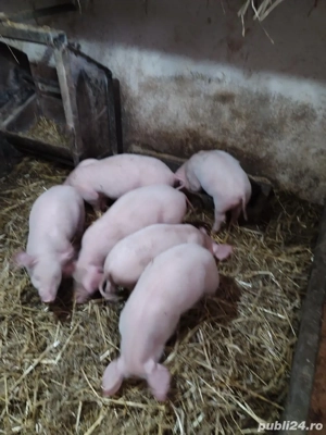 vînd purcei - imagine 2