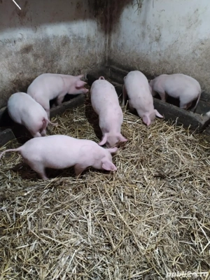 vînd purcei - imagine 3