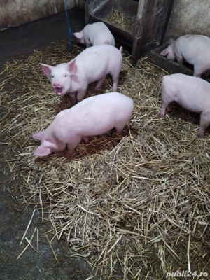 vînd purcei - imagine 5