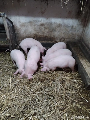 vînd purcei - imagine 4