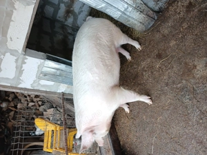 Vând scroafa între 180-200kg 4000lei - imagine 2