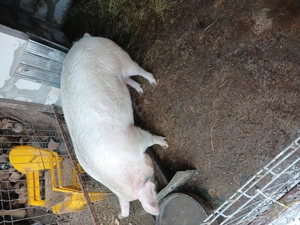 Vând scroafa între 180-200 kg 20 lei în viu sau 25 carcasa