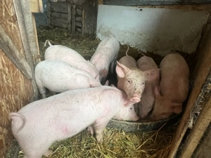 Vand purcei-8 saptamani - imagine 2