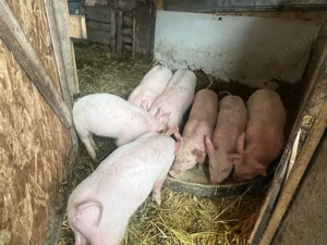 Vand purcei-8 saptamani - imagine 3