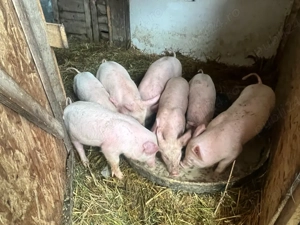 Vand purcei-8 saptamani - imagine 4