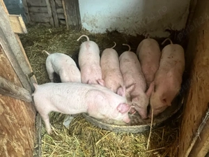 Vand purcei-8 saptamani