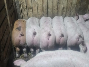 vând 20 soldani rasa de calitate de carne 45-55 kg mascul castrați  - imagine 2