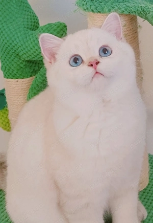 british shorthair  scotish straight long - imagine 3