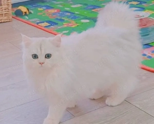 british shorthair  scotish straight long - imagine 2