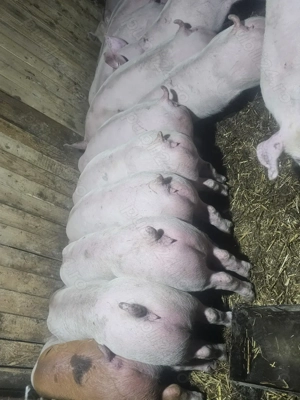 vând 20 soldani rasa de calitate de carne 45-55 kg mascul castrați 