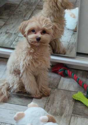Cățel Maltipoo mini toy își caută o nouă familie 