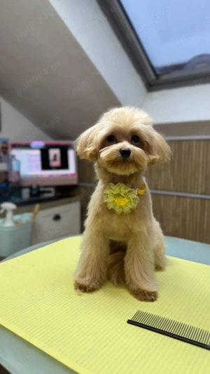 Cățel Maltipoo mini toy își caută o familie  - imagine 2