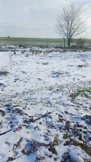 vand purcei - imagine 3