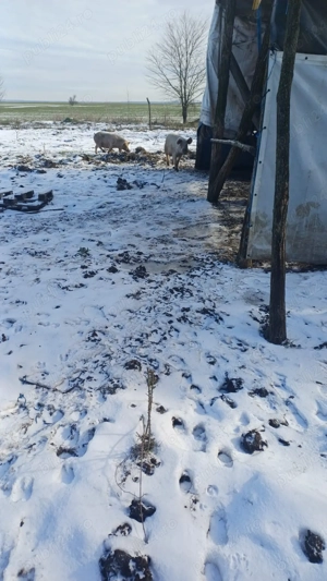 vand purcei - imagine 4