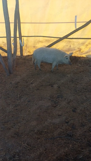 vand purcei - imagine 2