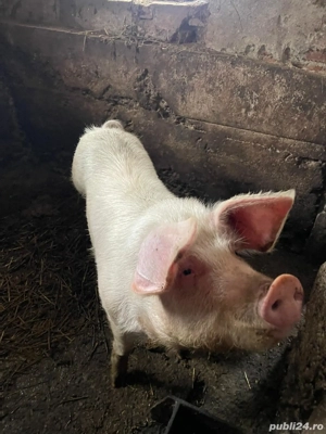 Porc de vanzare - imagine 2